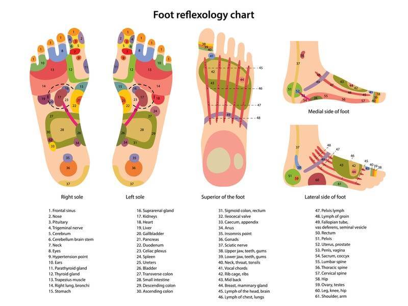 Diagrama resaltando puntos y zonas reflejas del pie derecho e izquierdo y los órganos a los que corresponden para uso en reflexología podal.